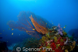 Similan islands thailand, 12-24mm lens by Spencer Finn 